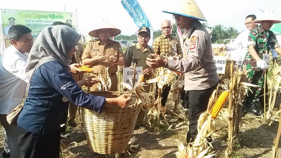 Binaan Polres Muara Enim Bersama Pemkab, Gelar Panen Jagung Di Desa Harapan Jaya - Muara Enim