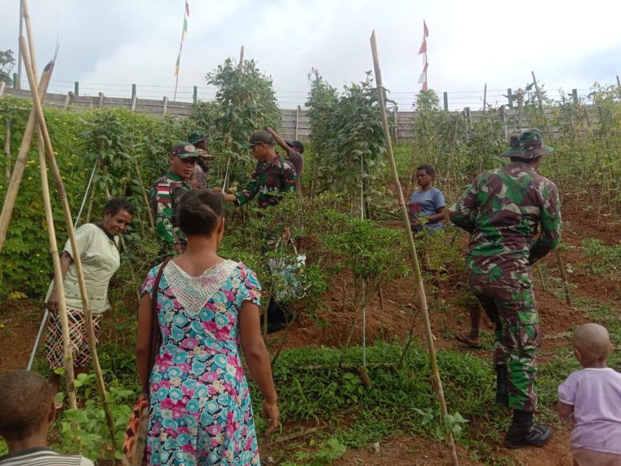 Dukung Ketahanan Pangan, Satgas Pamtas RI-PNG Yonif 725/Woroagi Panen Bersama Masyarakat Perbatasan