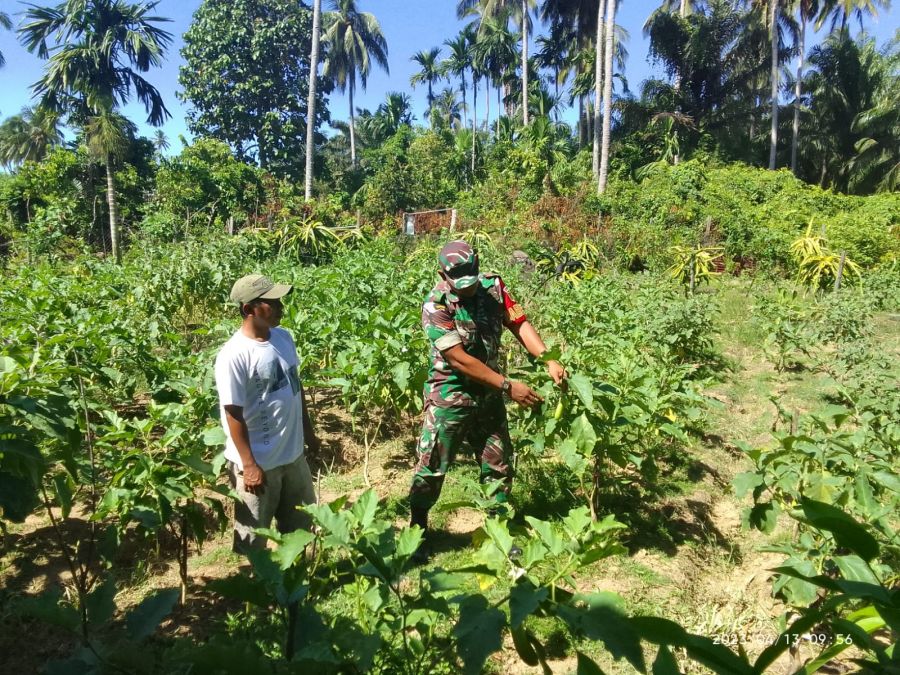 Kodim Muko - Muko Sukseskan Program Ketahanan Pangan