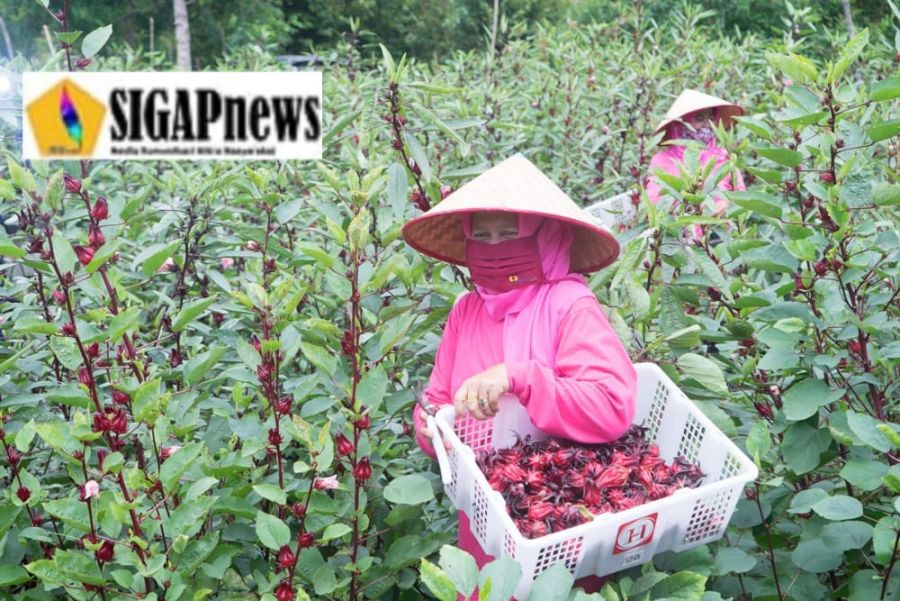 Lewat Usaha Rosella, Perempuan Berdaya Bersama PTBA