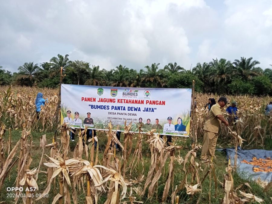 Management Bumdes Panta Dewa Jaya Sukses Gelar Panen Jagung Serentak bersama Pemdes