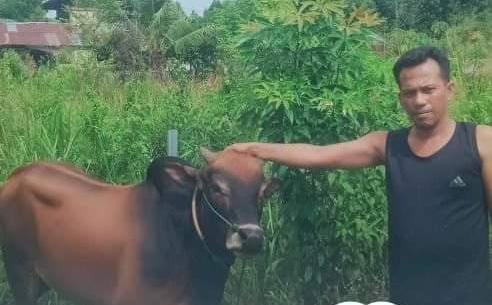 Menjelang Idul Adha 1444 H / 2023 Hewan Qurban Meningkat