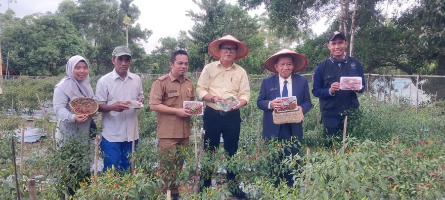 Pemkab PALI Manfaatkan Lahan Kantor untuk Menanam Cabai