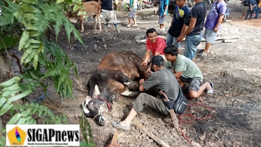 Pengusaha Muda, Bobby Salurkan Paket Sembako & 3 Ekor Sapi Kepada Warga Desa Seleman & Penyandingan