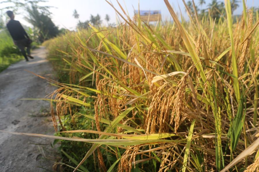 Petani Tanjung Raja Rasakan Manfaat Pupuk Organik dari Bukit Asam