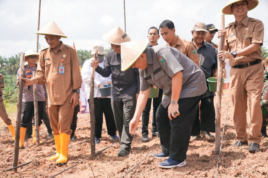 Pj. Bupati Tanam Perdana Tumpang Sari Padi Gogo di Desa Harapan Jaya