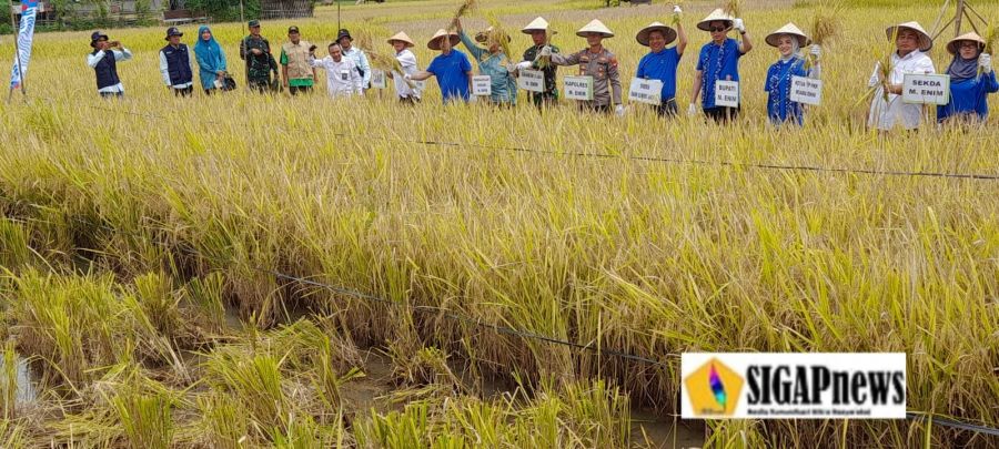 Plt Bupati Bersama Unsur Forkopimda Hadiri Panen Raya Padi Sawah UPJA CB, Desa Tanjung Jati