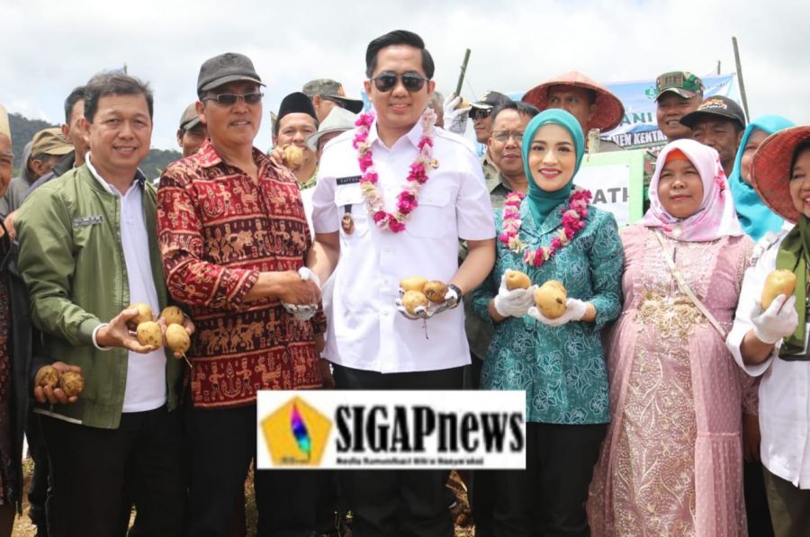 Plt Bupati Panen Raya Kentang Industri 1.020 Ton Program Kerja Sama PT. Indofood