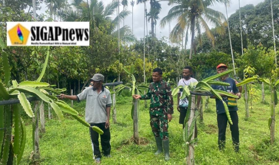 Satgas Yonif 143/TWEJ Berikan Solusi Kebun Buah Naga Warga yang Tidak Berbuah