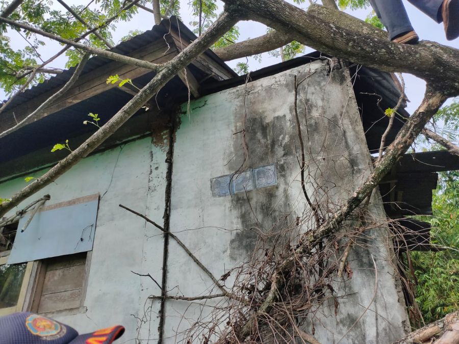 Tidak Ada Hujan dan Angin, Pohon Tumbang Menimpa Rumah Warga Muara Enim