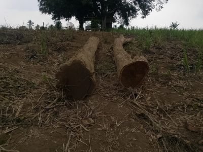 Kades Toip & Perhutani Diduga Main Mata? 21 Pohon Diajukan, 18 Diizinkan, Semua Dibabat Habis!